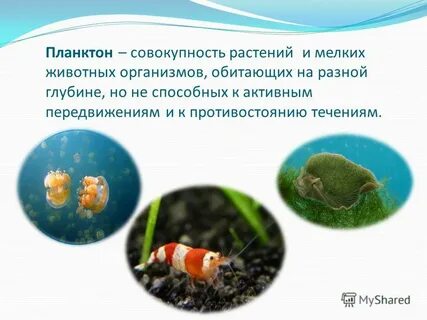 Совокупность растений животных
