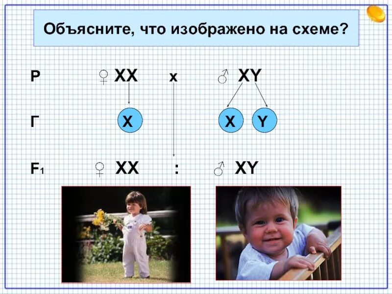 Сколько пар аутосом содержит соматическая