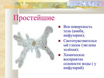 Простейшие животные дышат всей тела