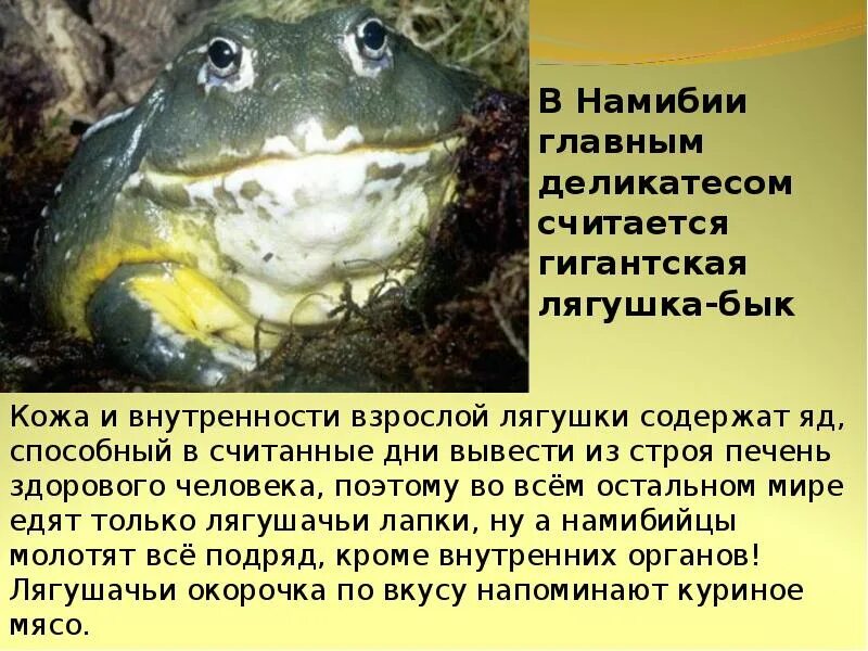 Интересные факты о лягушках. Земноводные лягушка бык сообщение. факты о лягушках. интересные факты о земноводных. класс земноводные интересные факты.
