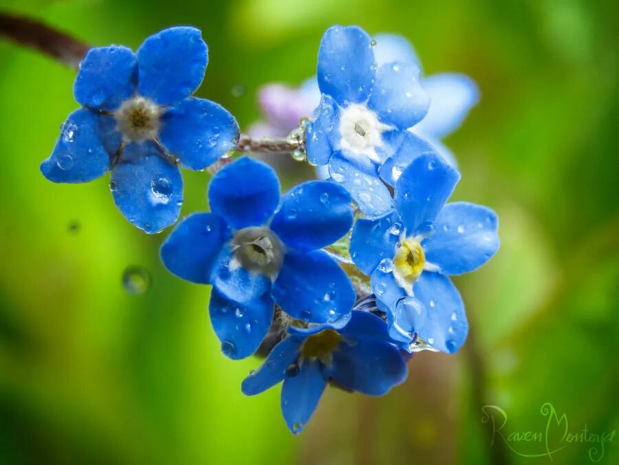 Незабудка крупноцветковая. Незабудка соцветие. Незабудки в росе. Голубой цветок с росой.