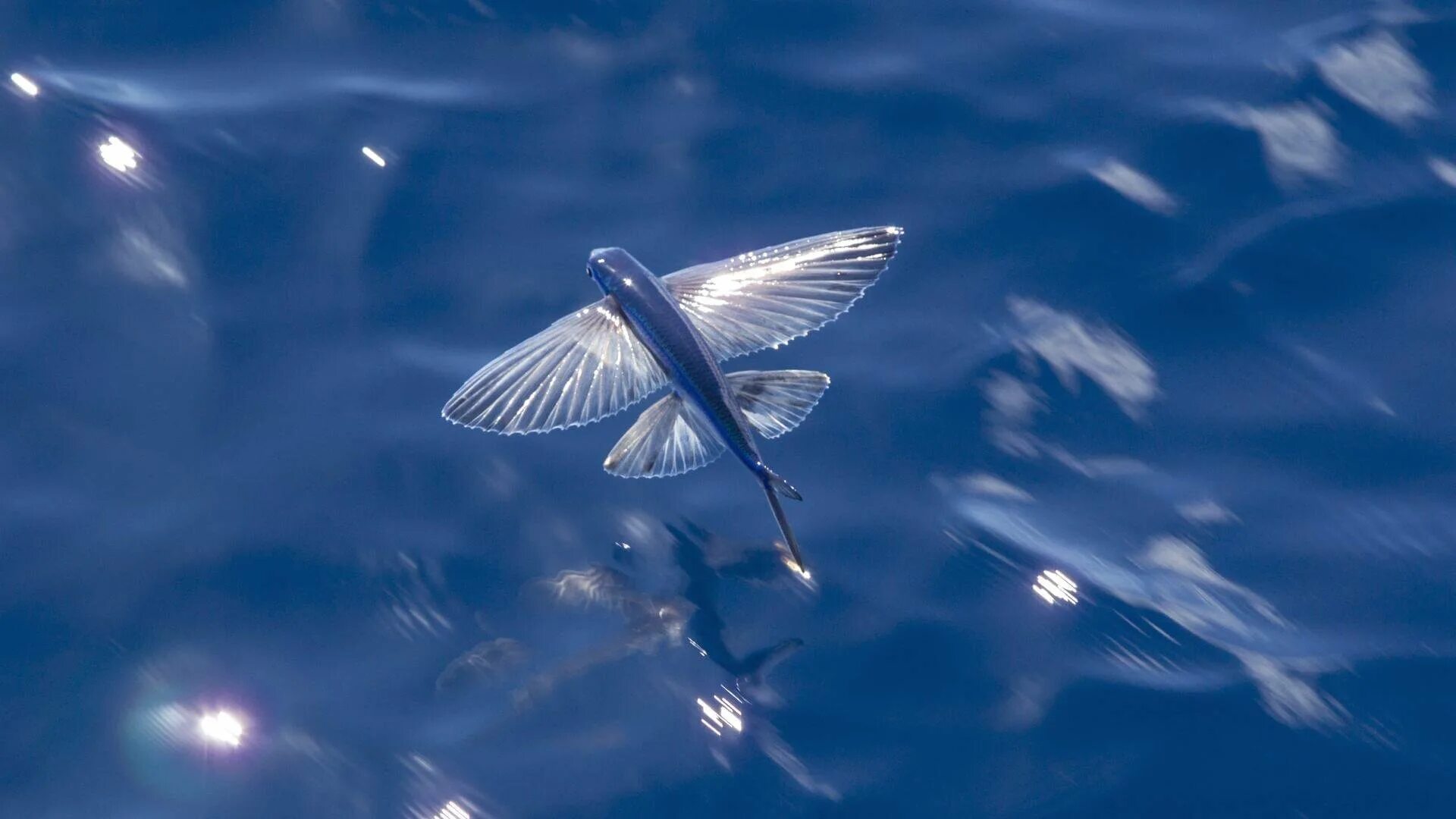Четырехкрылая летучая рыба. Двукрылая летучая рыба. Летучая рыба биплан. Летучие рыбы Атлантического океана. Крылья летучей рыбы