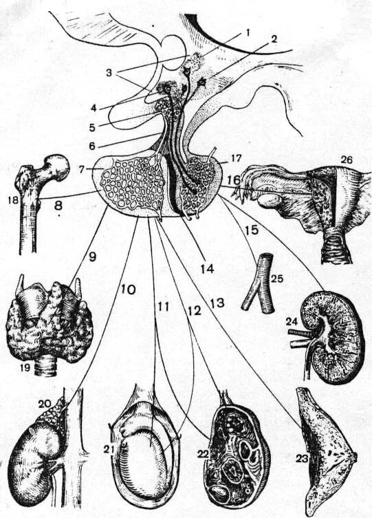 Рис. Схема взаимовлияния органов гипоталамо-гипофизарной системы:. Схема взаимовлияния органов гипоталамо-гипофизарной системы рисунок. Взаимовлияния органов гипоталамо-гипофизарной системы. Параганглии железа животных.