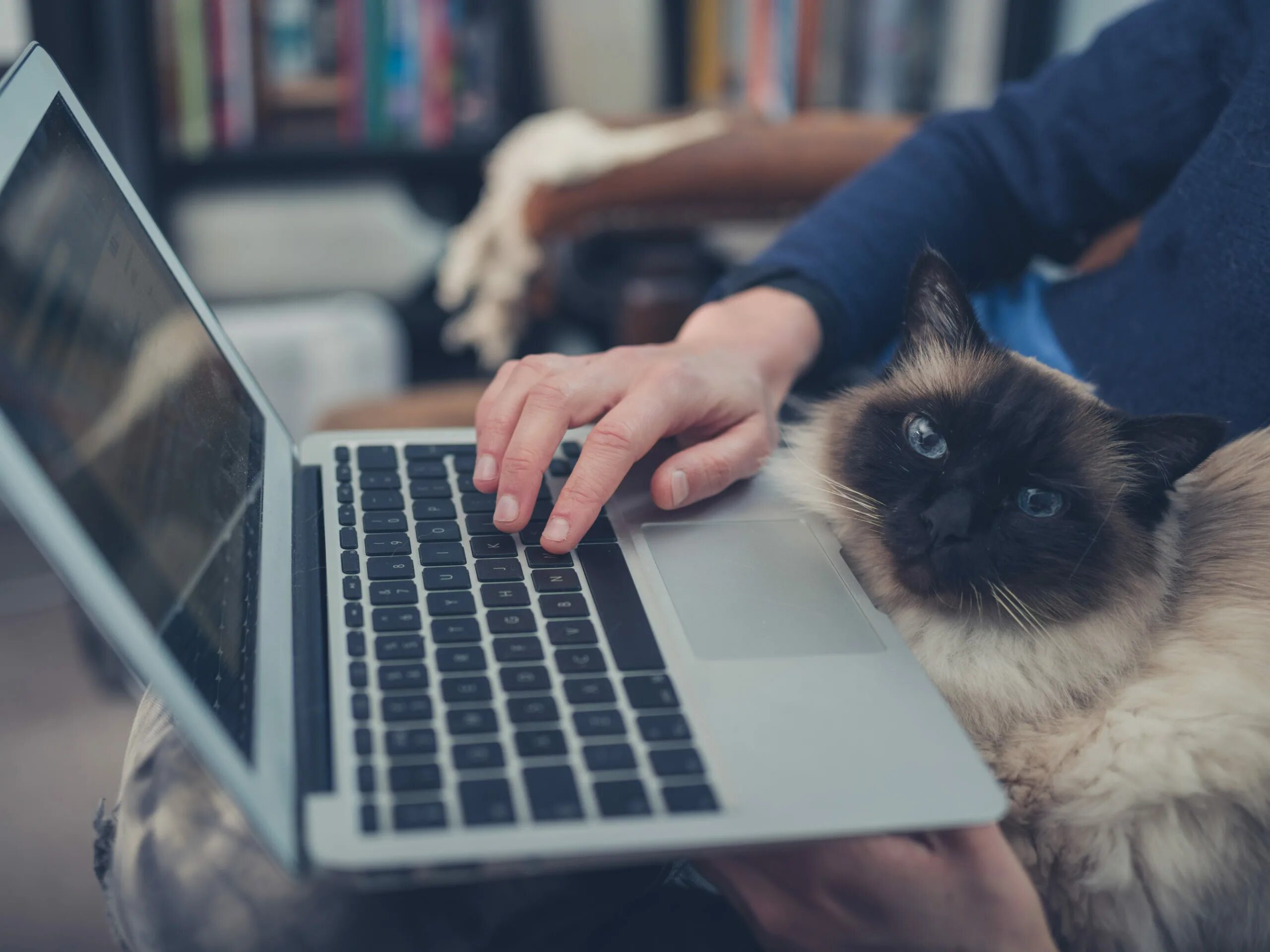 Кот с ноутбуком. Котенок за компьютером. Коты и компьютеры. Кошка и компьютер. Can your pc