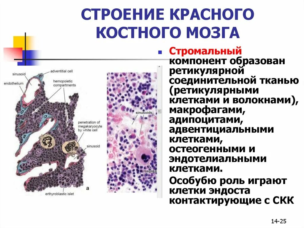 Клетки образующиеся в красном костном мозге. Гистологическое строение красного костного мозга. Строение красного костного мозга гистология. Красный костный мозг препарат строение. Развитие красного костного мозга гистология.