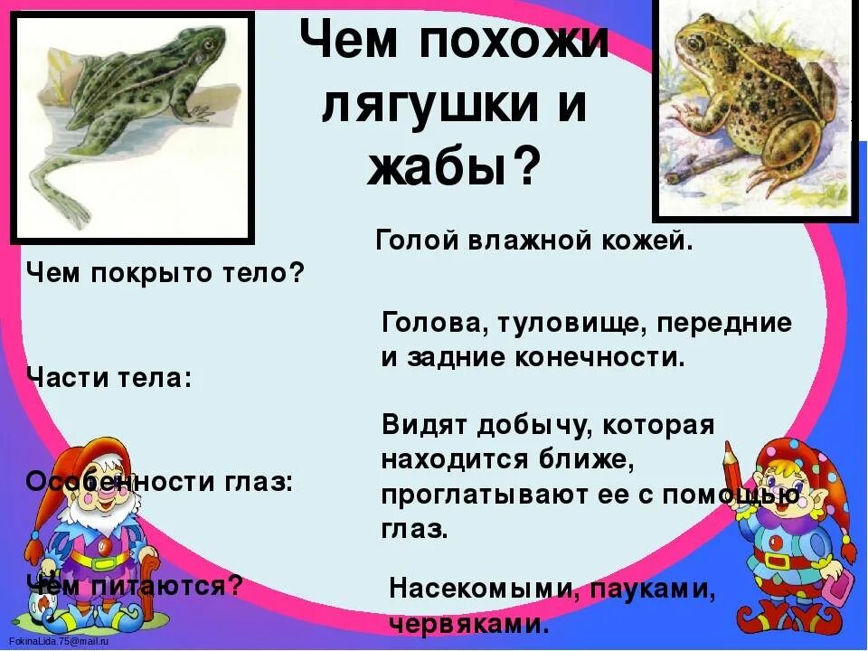 Различия лягушки и жабы 2 класс окружающий. Сходство лягушки и жабы 2 класс окружающий мир зеленые страницы. сходство лягушки и жабы 2 класс окружающий мир. сходстволягушки и жа ы. сдохство лягушек и жаб.