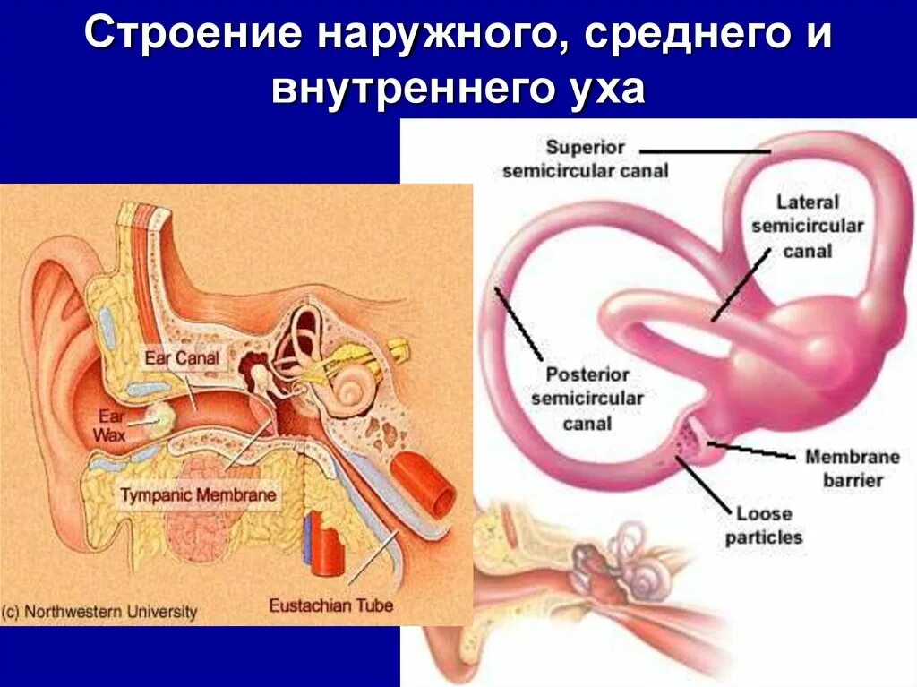 Наружное среднее и внутреннее ухо. Наружные средние и внутреннее ухо. Строение наружного и внутреннего уха. Строение уха среднее и внутреннее.