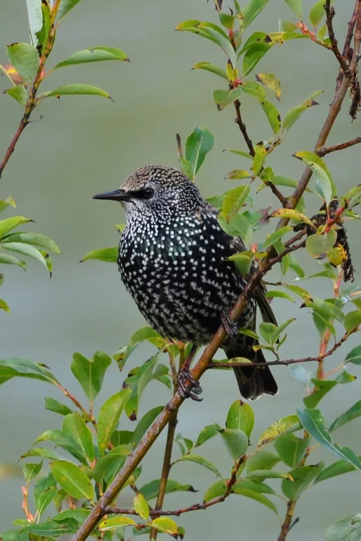 Лесная пестрая птица. Обыкновенный скворец (Sturnus vulgaris). Скворец обыкновенный ‒ Sturnus vulgaris (l., 1758). Желтогрудый скворец. Обыкновенный скворец Московский.