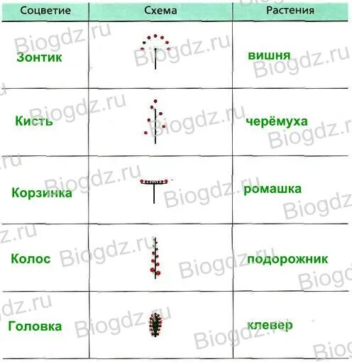 Составить таблицу по соцветиям 6 класс биология Таблица семейств классов отрядов