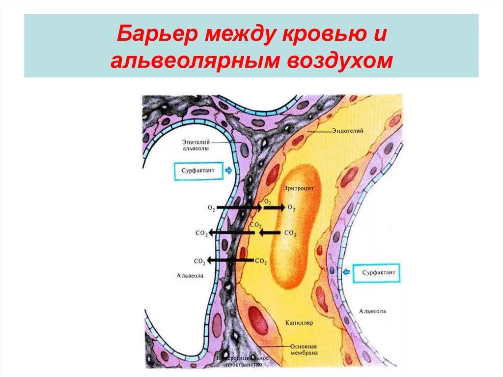 Обмен газов между альвеолярным воздухом. Аэрогематический барьер гистология. Аэрогематический барьер строение. Аэрогематический барьер схема. Структуры аэрогематического барьера.