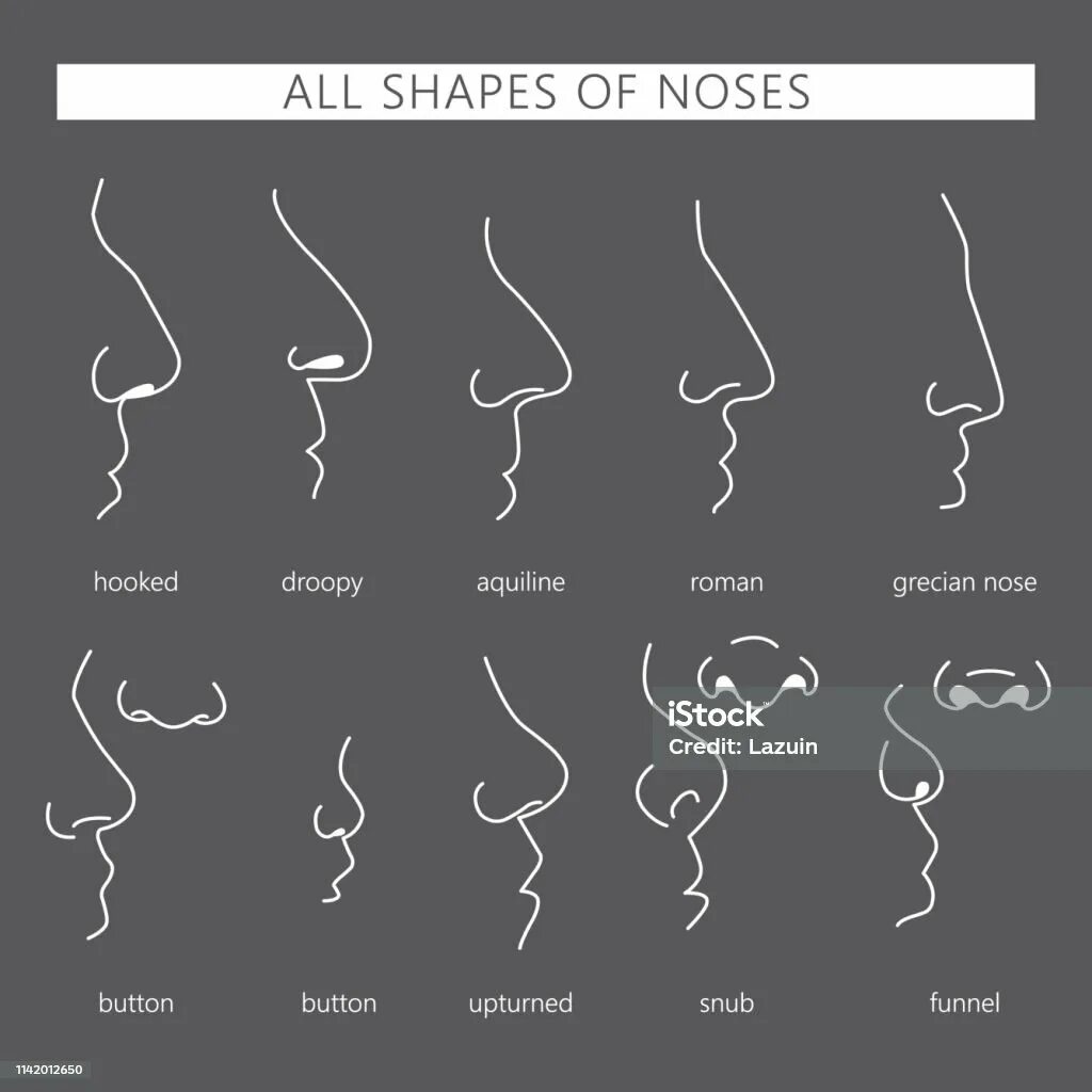 Nose shapes. Типы носов. формы носов у человека. types of noses.