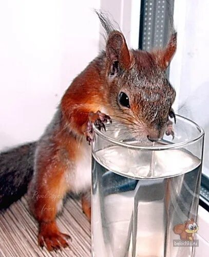 пьяные белки. смешные белки. пьяная белочка. белка с коктейлем. белка с пивом.