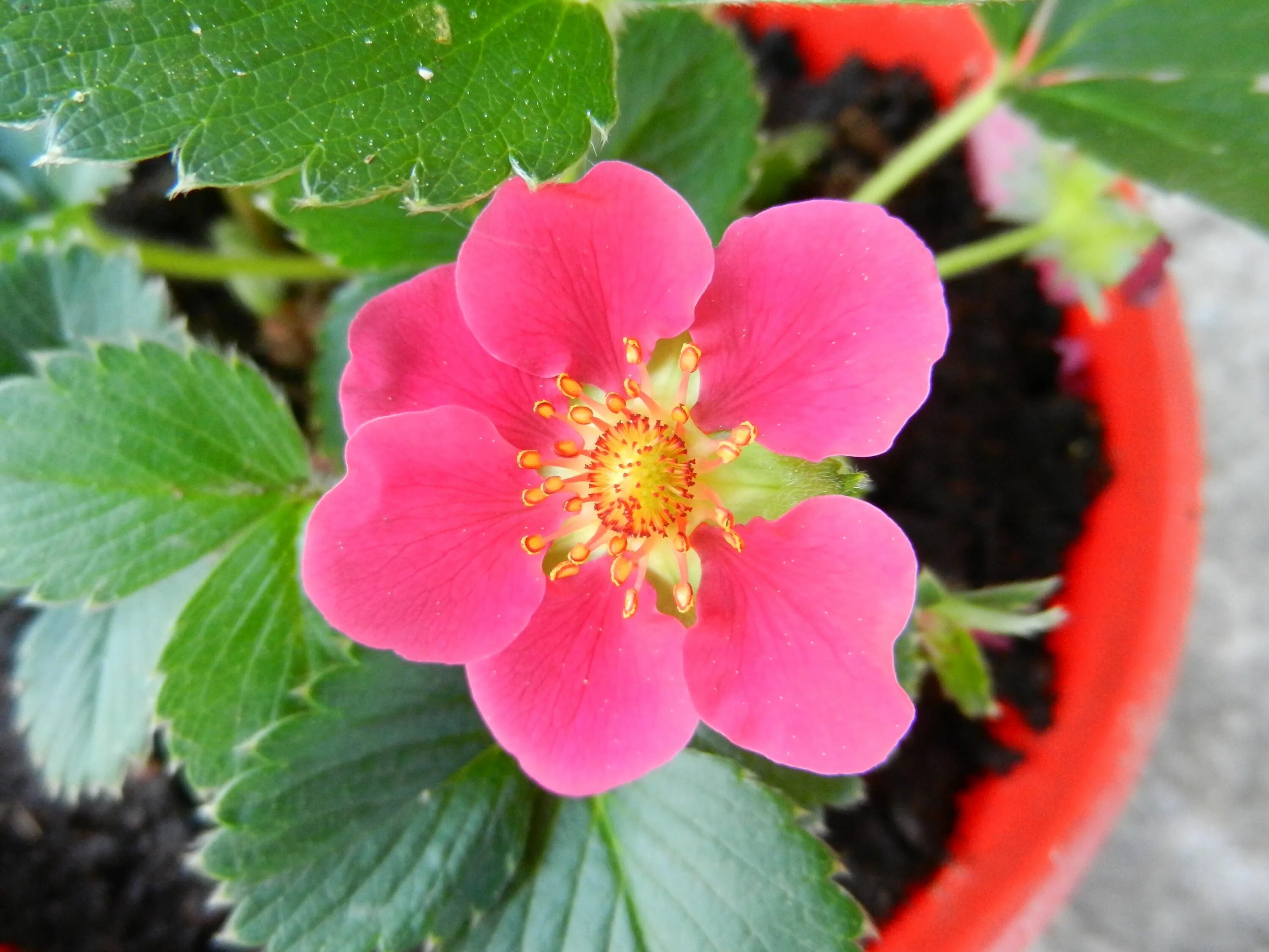 Strawberry flowers
