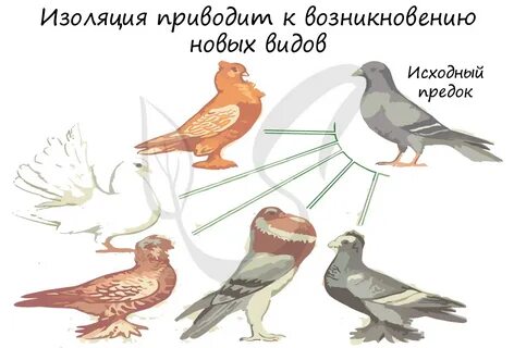 Географическая изоляция это