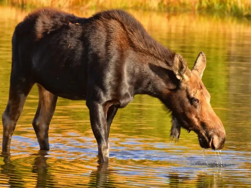 Лось пьет воду. Олень на водопое фото. Косули на водопое фото. Пьнт водулоси.