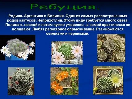 Среда обитания кактуса биология