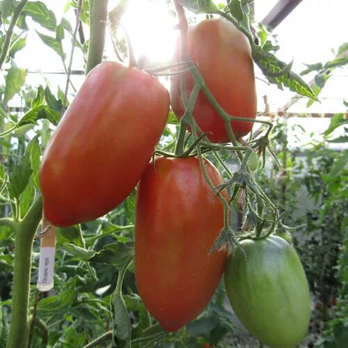 Томат подсинское чудо. Томат подсинское чудо сиб сад. Томат минусинский подсинская лиана. Помидоры подсинская лианы сорта. Томат минусинское чудо из подсинее.