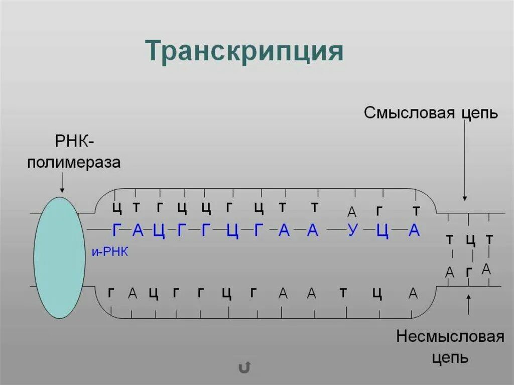 Матрицей является цепь днк. Биосинтез белка репликация транскрипция трансляция. Транскрипция трансляция репликация. Схема трансляции и транскрипции у РНК. Репликация транскрипция трансляция ДНК.