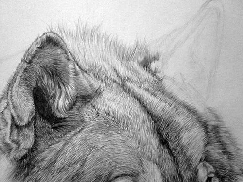 Рисунки животных которые нарисованы. Рисунки простым карандашом. животные карандашом. рисунки карандашом животные. волк простым карандашом.