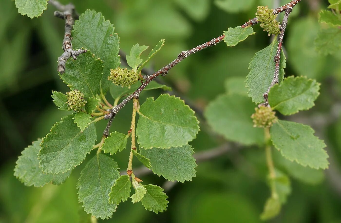 Береза приземистая Betula humilis. Береза кустарниковая Betula fruticosa. Береза приземистая - Betula humilis Schrank. Береза низкая Betula humilis. Береза приземистая