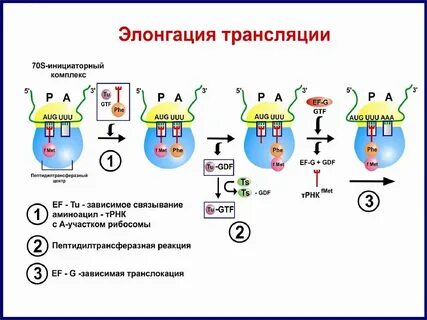 Трансляция в тг
