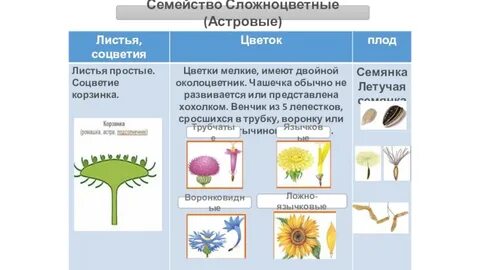 Многолетнее растение семейства сложноцветных