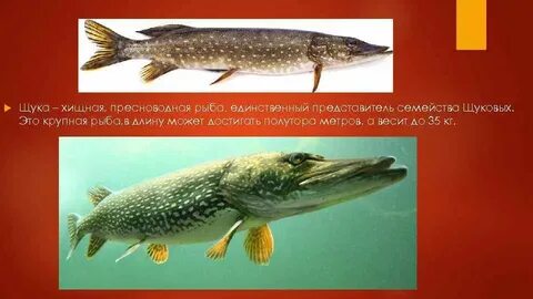 Щука семейство каких рыб