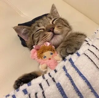 Kitty videos forums