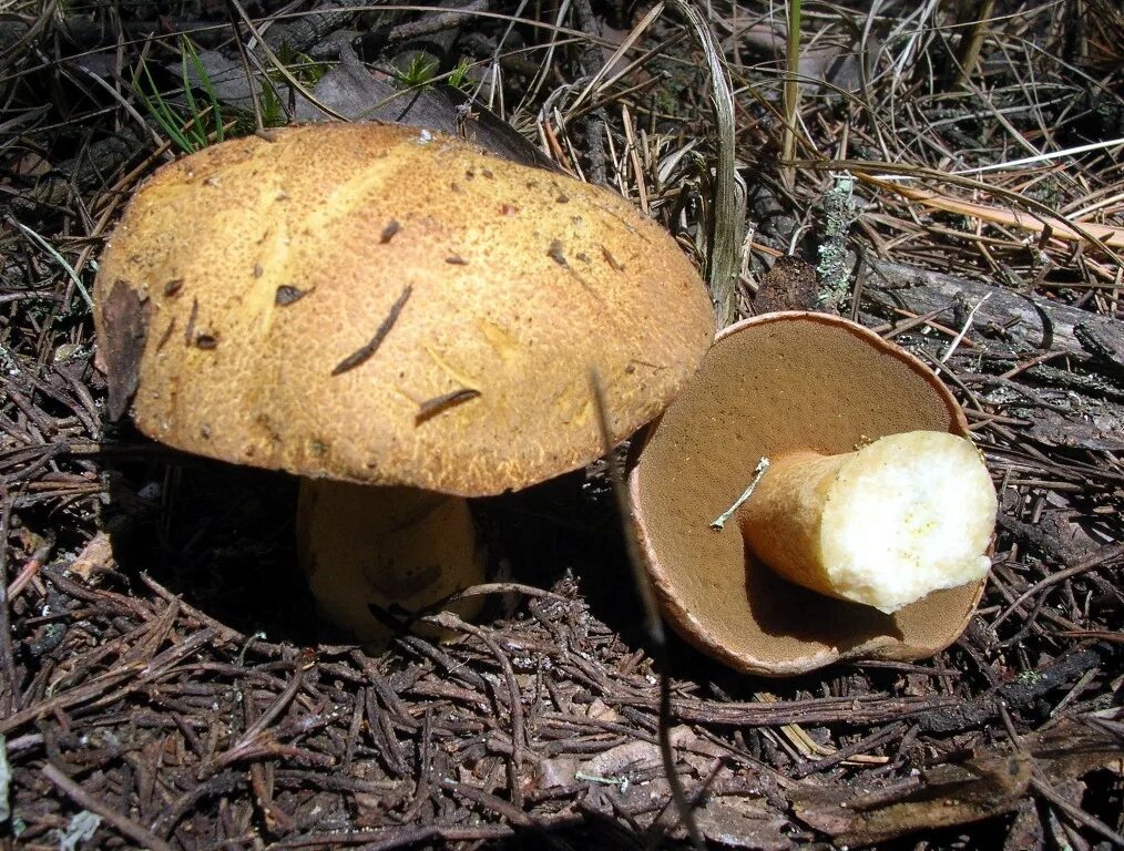 Чайная беседка