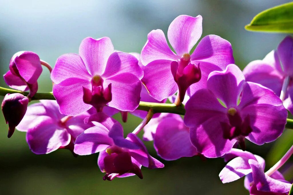 Фаленопсис пурпл рейн. Орхидея пиниф. Orchid фото. Фаленопсис алтея. Tropic wonderland фаленопсис.