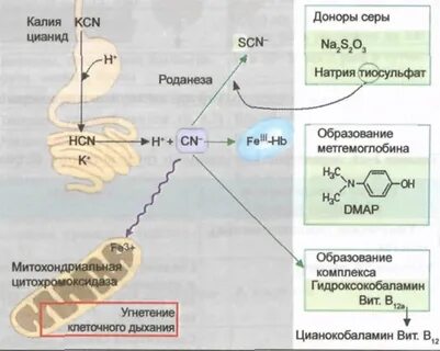 Цианистый калий антидот