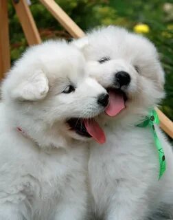 Puppy loving