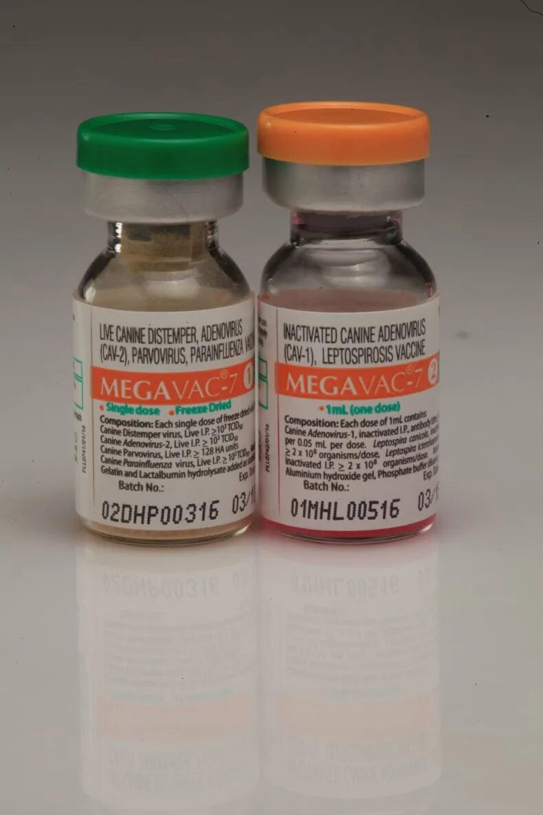Вакцина для прививки собак. Название первых прививок для щенков. Прививка Нобивак. Вакцина Vanguard 5. Шприц для вакцины Нобивак для собак.