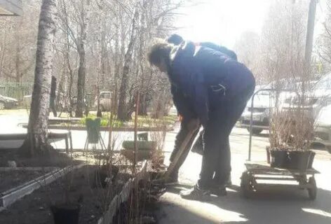 Жилищник лианозово