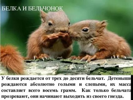 Белка сколько бельчат