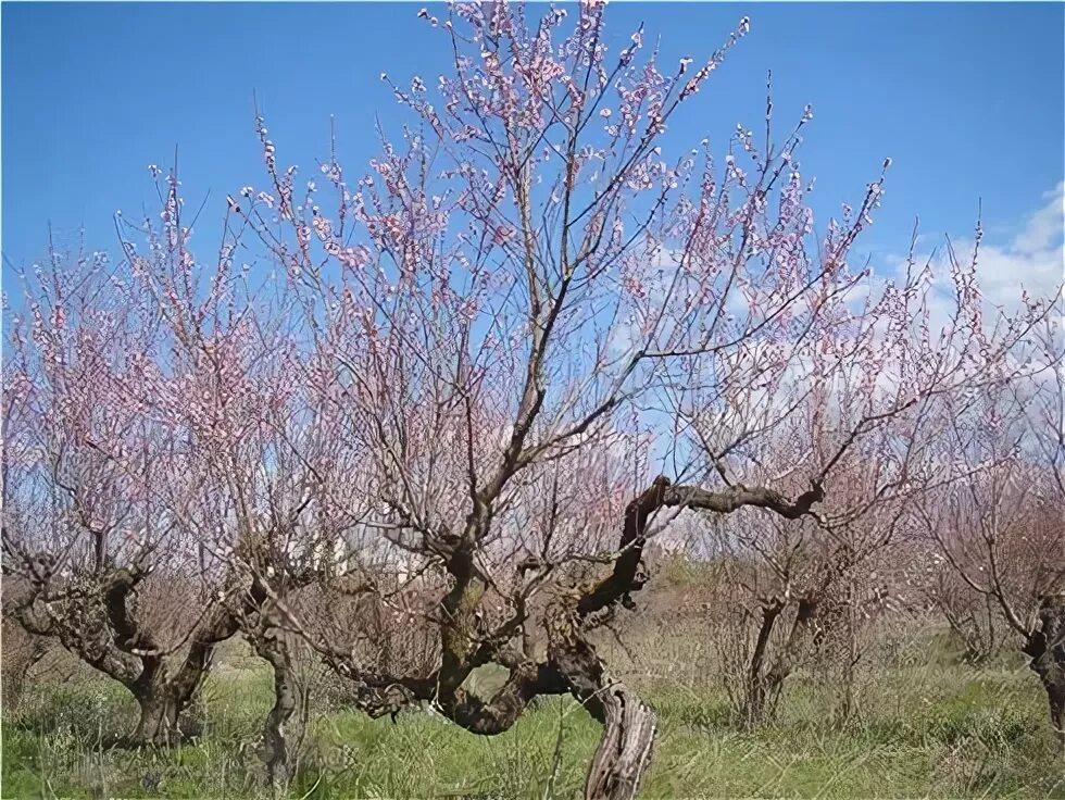 Урюк цветет в ташкенте. Старое абрикосовое дерево зимой. Старый абрикос. Цветение урюка в ташкенте. Абрикос чашевидная крона.