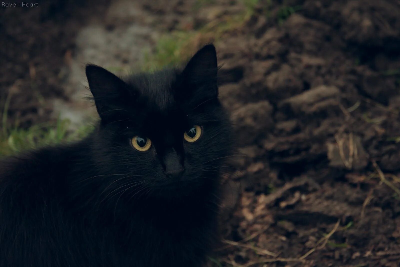 Жизнь черного кота