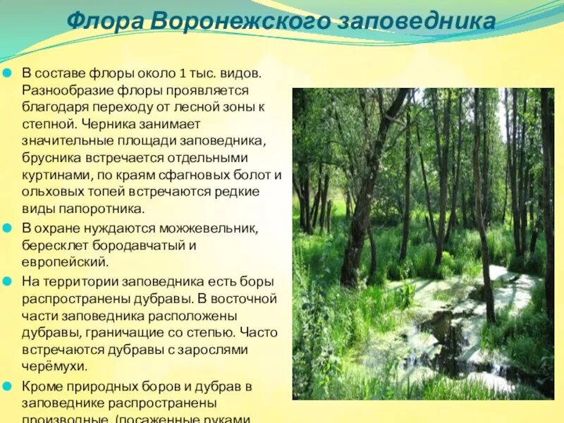 Какой есть заповедник в. Воронежский заповедник растения.