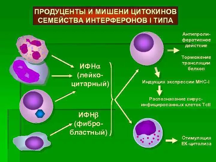 Укажите функцию интерферона. Укажите функцию интерферона