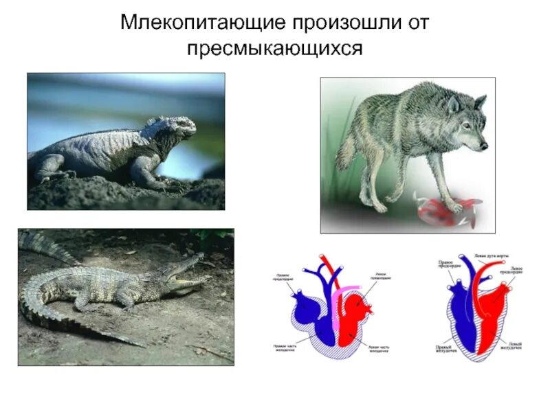 Млекопитающие произошли от рептилий. Млекопитающих и пресмыкающихся. Эволюция млекопитающих. Эволюция от рептилий к млекопитающим.