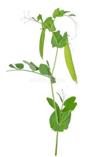 Pisum sativum pea