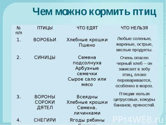 Чем можноткормить птиц. Чем кормить птиц. Чем можно кормить птичек. Что нельзя давать птицам. Можно ли птицам крупу