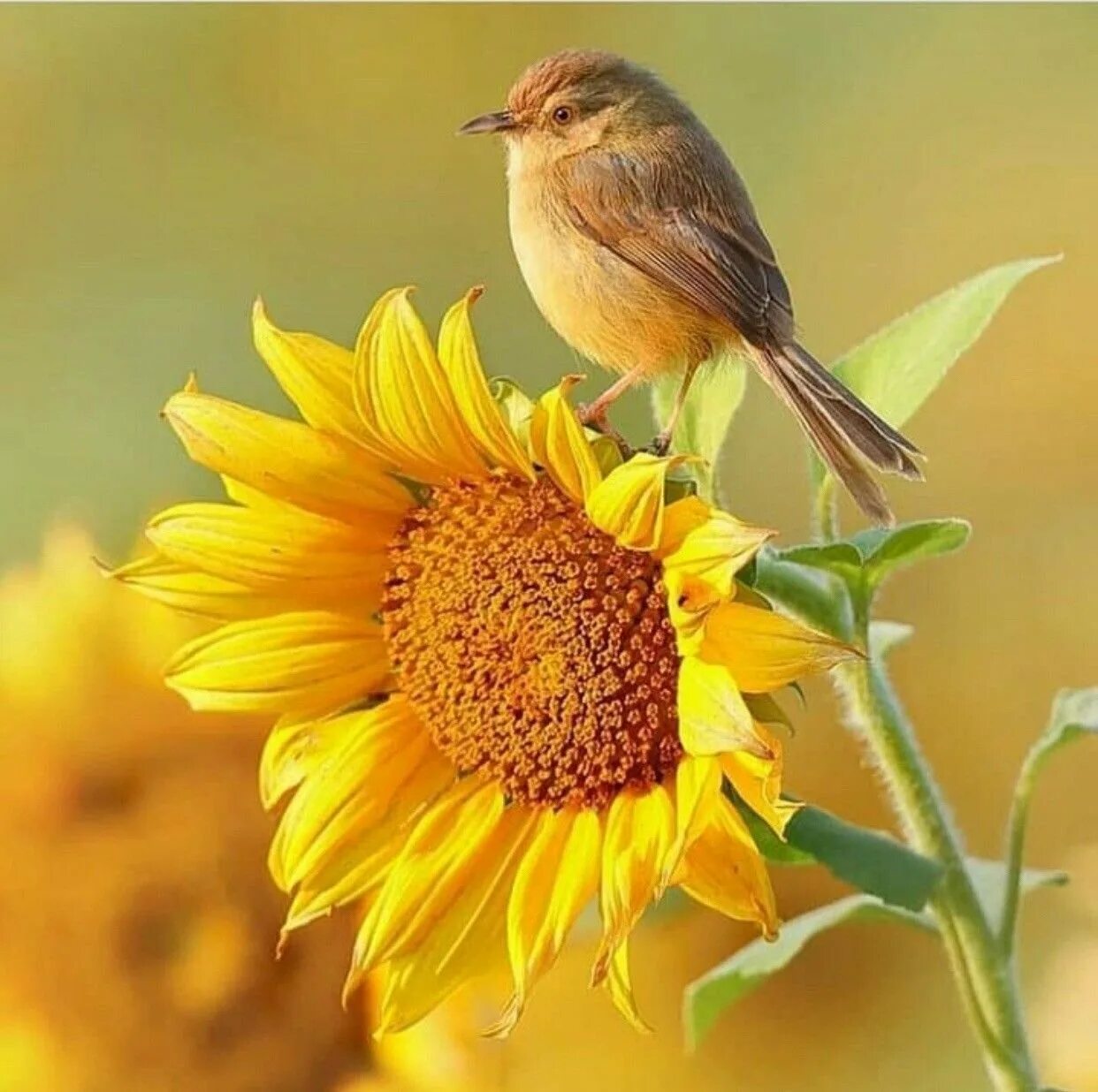 Солнечный цветок. Птицы летом. Птица солнца.