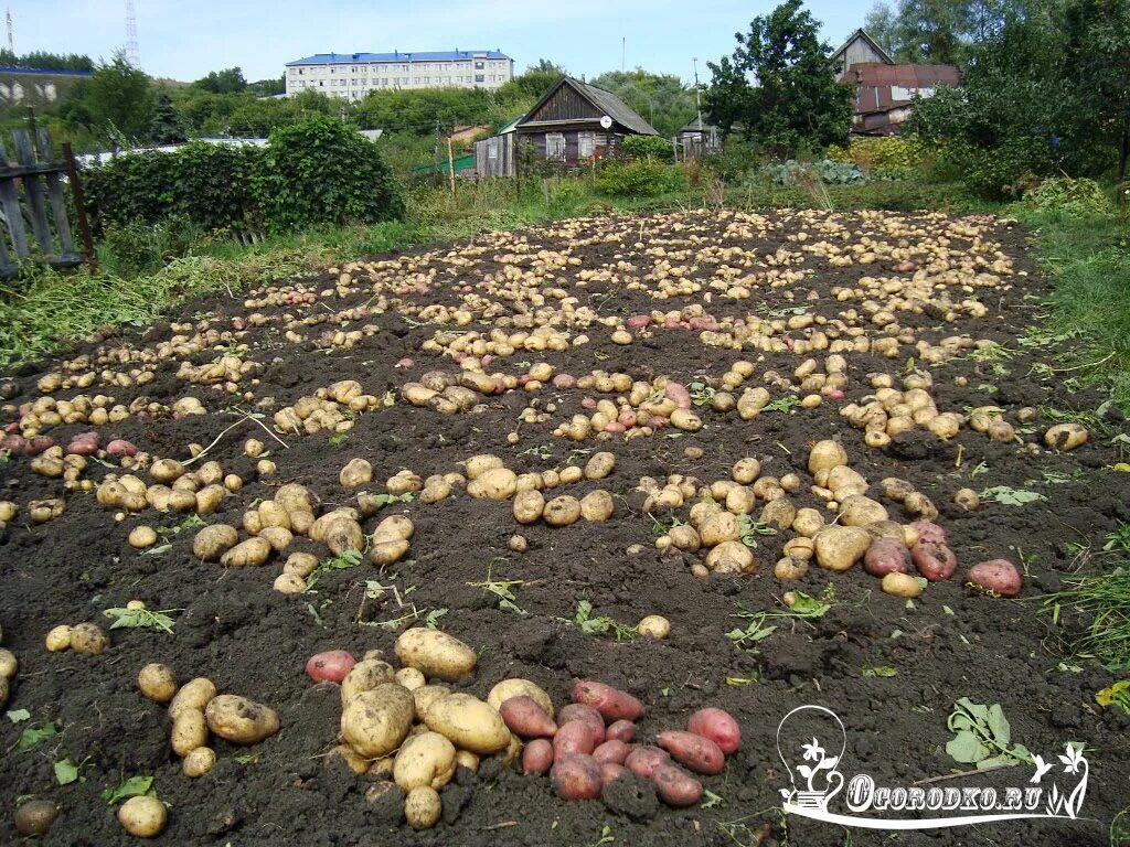 Картошка много на огороде. Большой огород картошки. Большой огород картошки. Дача огород картошка. Большой огород картошки.