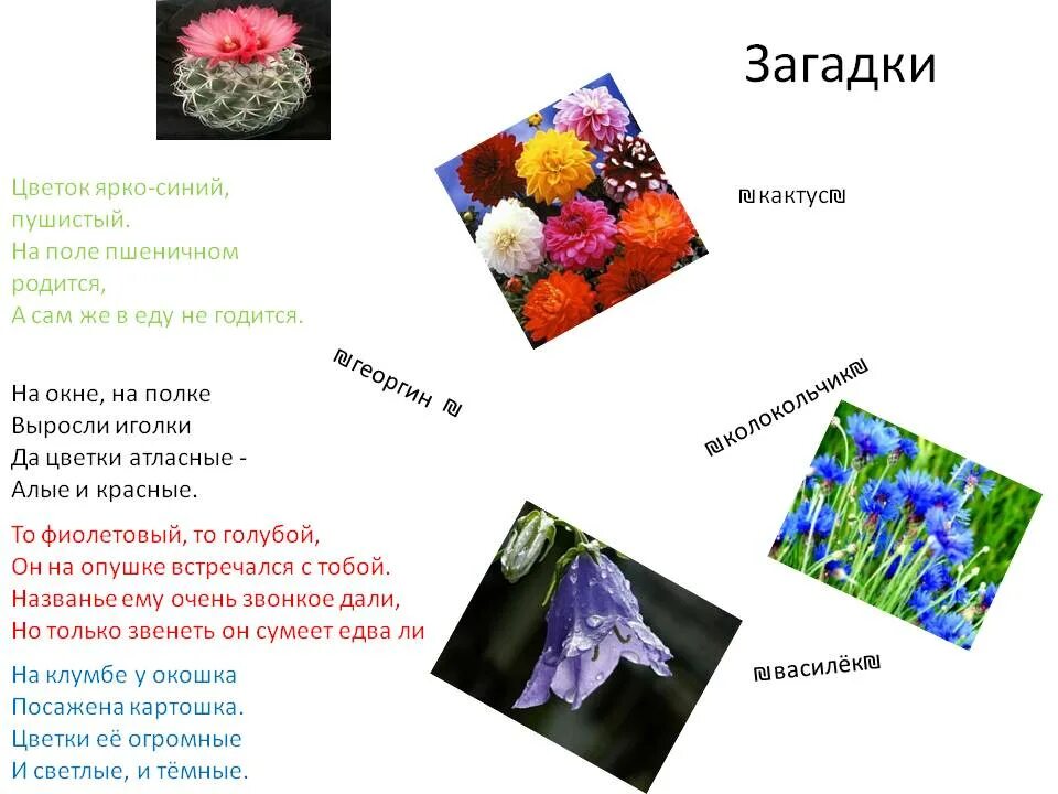 Загадки о цветах. Загадки про цветы. Интересные загадки о цветах. Интересные загадки про цветы. Головоломка растение