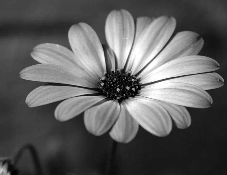Wait flowers