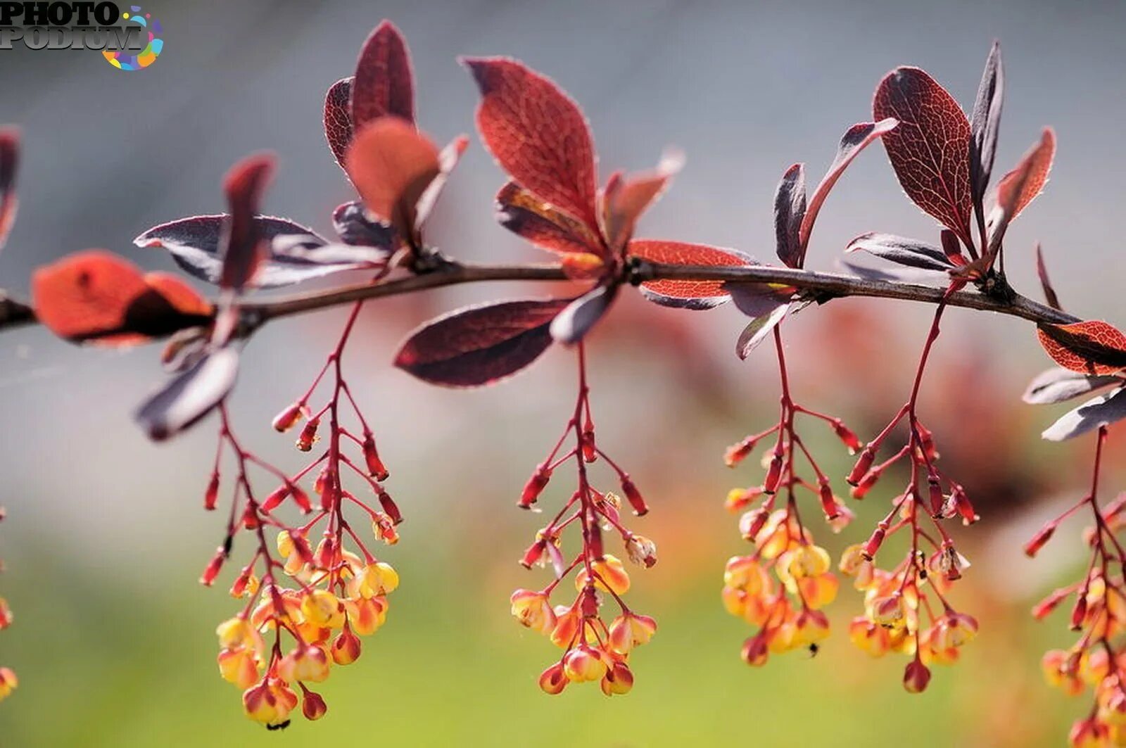 Колючки барбариса. Веточку барбариса. Веточку барбариса. Ветка барбариса. Барбарис обыкновенный листья.