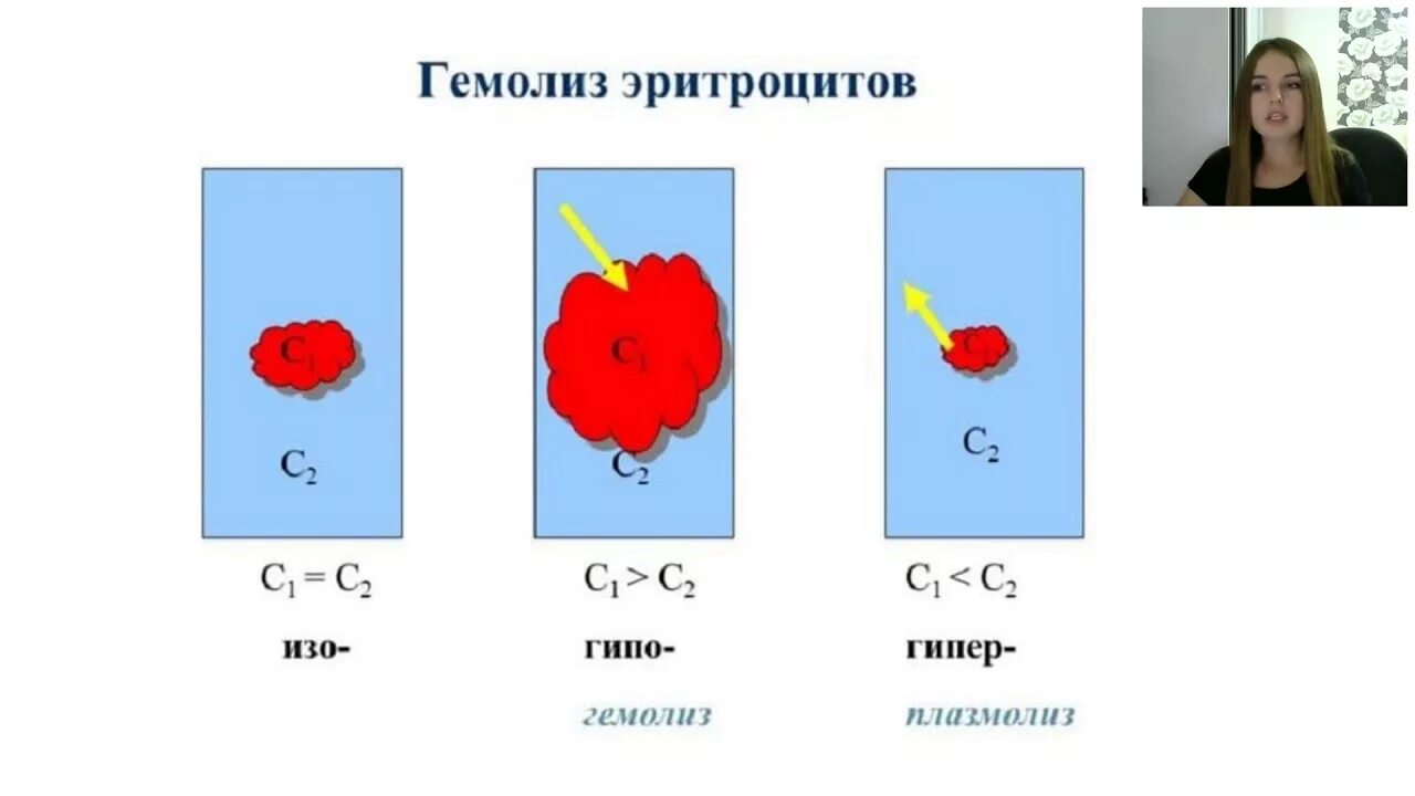 Cells at work red blood cell. Гемолиз гипотонический раствор. Гемолиз гипотонический раствор. Гемолиз и плазмолиз эритроцитов. Гемолиз эритроцитов в пробирке.