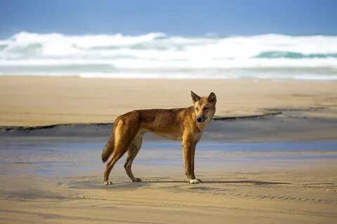 Denise frazier dog