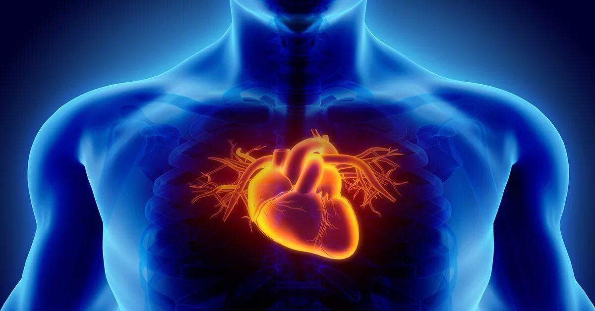 Health diseases. Инфекционные заболевания сердца. Фотография человеческого сердца.